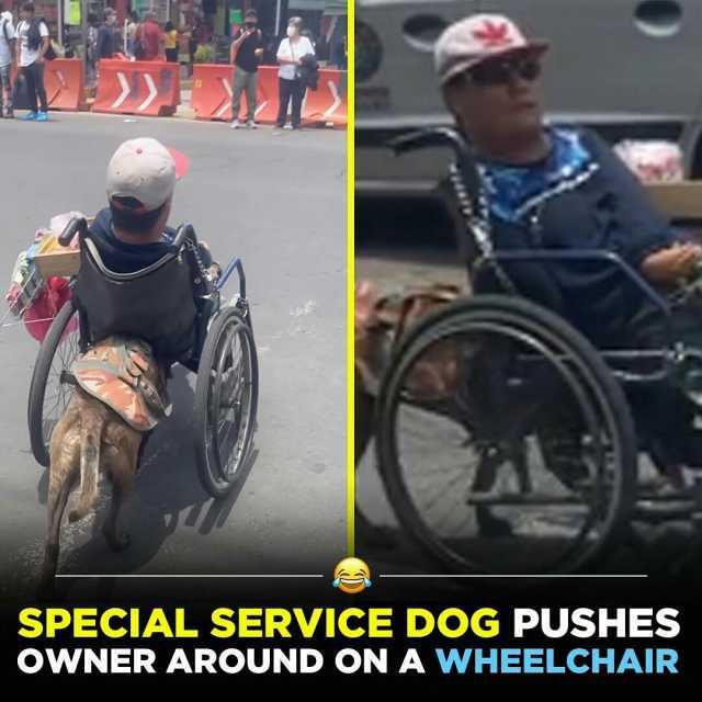 2 SPECIAL SERVICE DOG PUSHEES OWNER AROUND ON A WHEELCHAIR