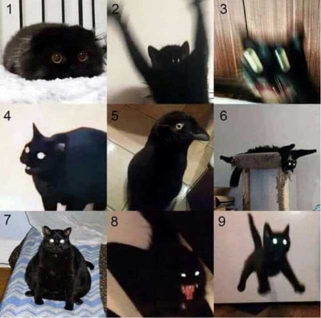 En la escla  de los gatos negros, ¿cómo estás hoy?