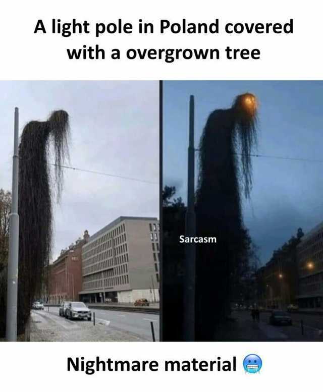 A light pole in Poland covered with a overgrown tree Sarcasm Nightmare material