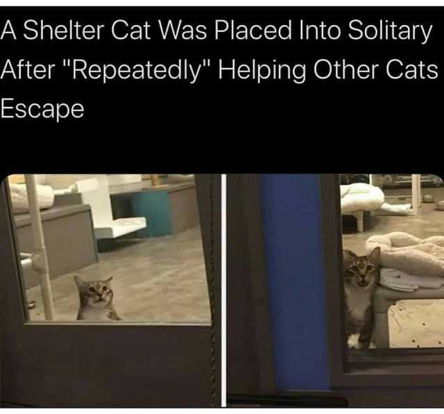 A Shelter Cat Was Placed Into Solitary After Repeatedly Helping Other Cats Escape