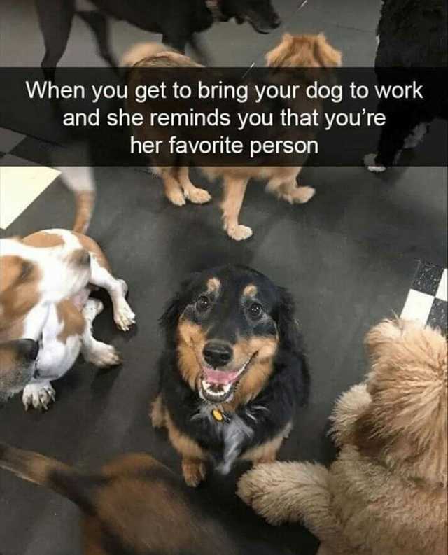 A When you get to bring your dog to work and she reminds you that youre her favorite person