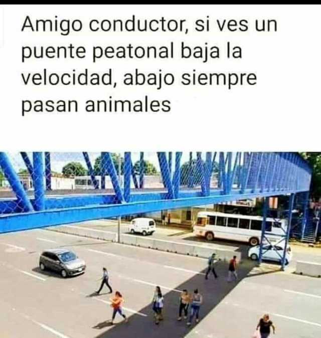 Amigo conductor si ves un puente peatonal baja la velocidad abajo siempre pasan animales
