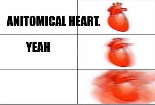 ANITOMICAL HEART.