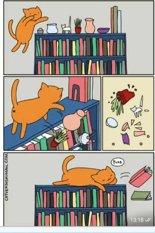 Gato se sube a un librero y tira todo para quedarse dormido