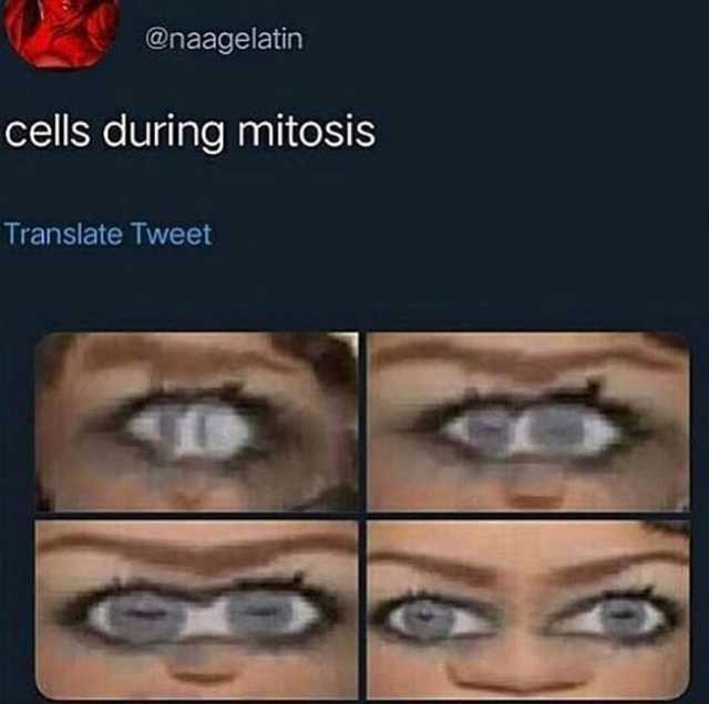 Dopl3r Com Memes Naagelatin Cells During Mitosis Translate Tweet