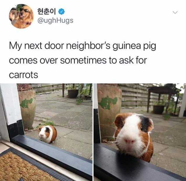 현춘이 @ughHugs My next door neighbors guinea pig comes over sometimes to ask for carrots 