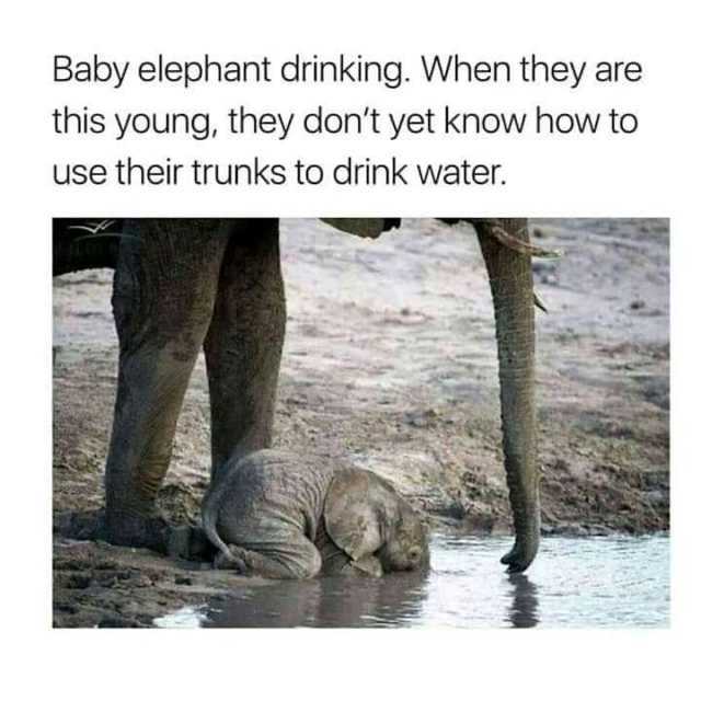 Baby elephant drinking. When they are this young they dont yet know how to use their trunks to drink water.