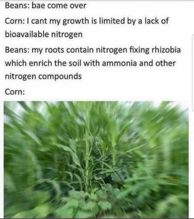 Beans bae come over CornI cant my growth is limited by a lack of bioavailable nitrogen Beans my roots contain nitrogen fixing rhizobia which enrich the soil with ammonia and other nitrogen compounds Corn