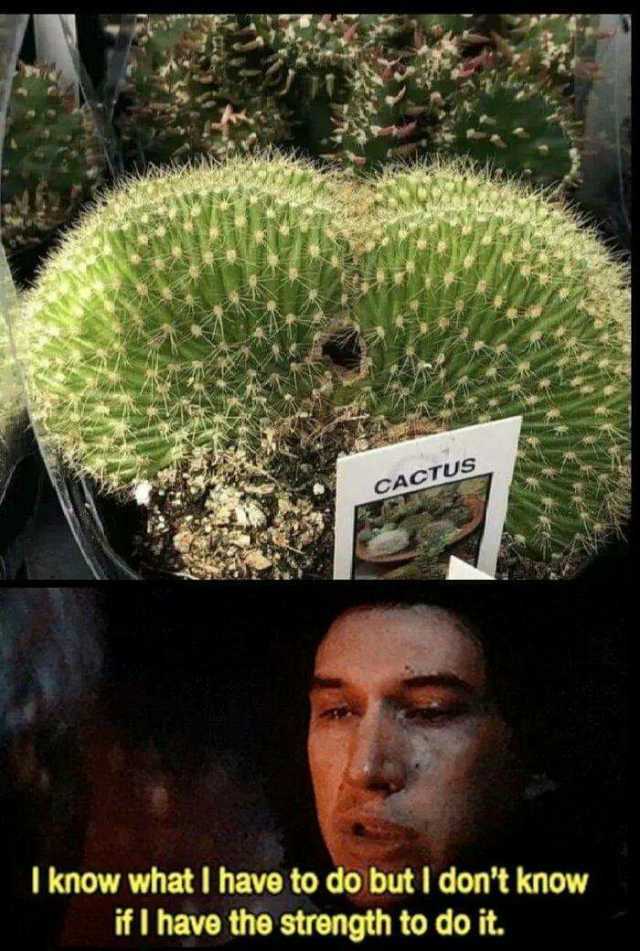 CACTUS I know what I have to do but I dont know ifl have the strength to do it.