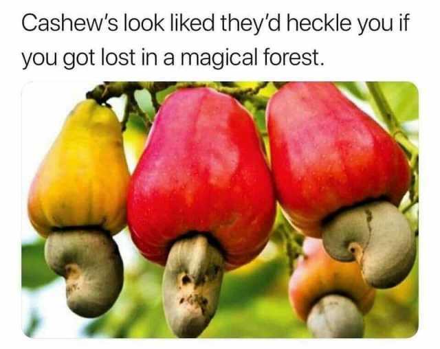 Cashews look liked theyd heckle you if you got lost in a magical forest.