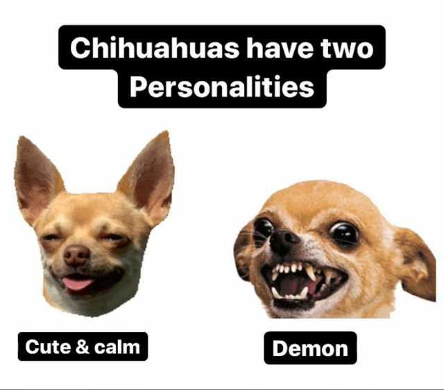 Chihuahuas have two Personalities  Cute & calm Demon