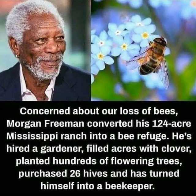 Concerned about our loss of bees Morgan Freeman converted his 124-acre Mississippi ranch into a bee refuge. Hes hired a gardener filled acres with clover planted hundreds of flowering trees purchased 26 hives and has turned himsel