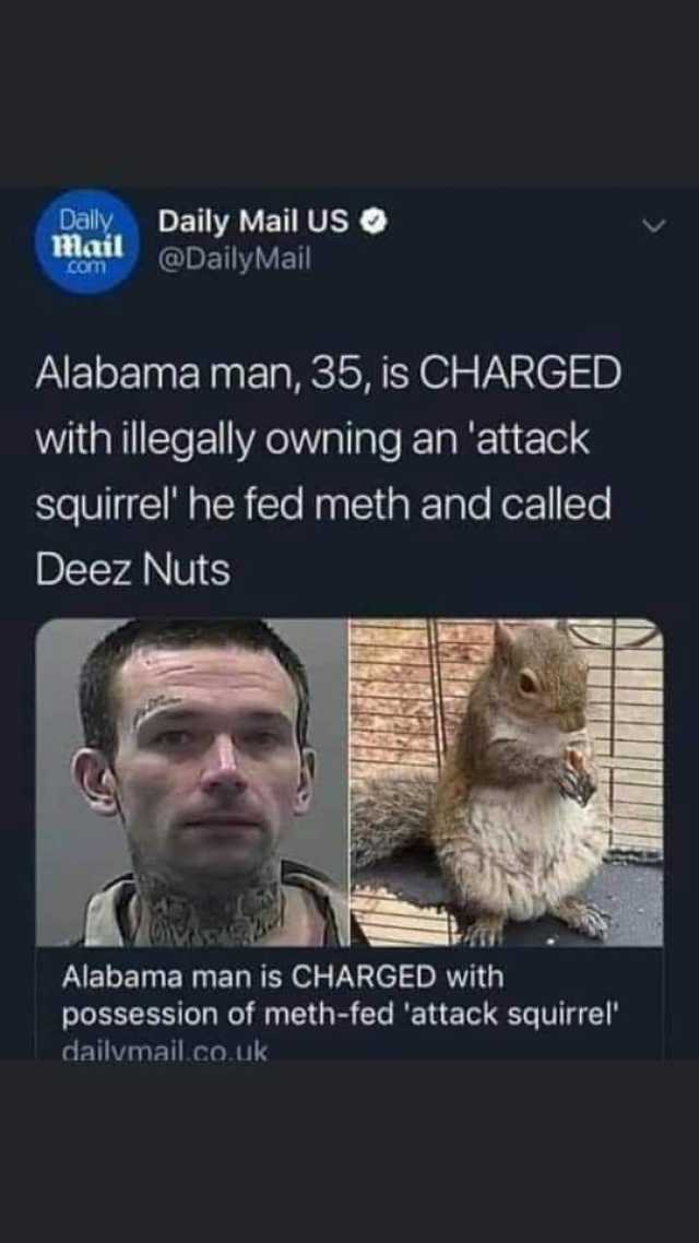 Dally Daily Mail US O Mail com @DailyMail Alabama man 35 is CHARGED with illegally owning an attack squirrel he fed meth and called Deez Nuts Alabama man is CHARGED with possession of meth-fed attack squirrel dailvmail.co.uk 