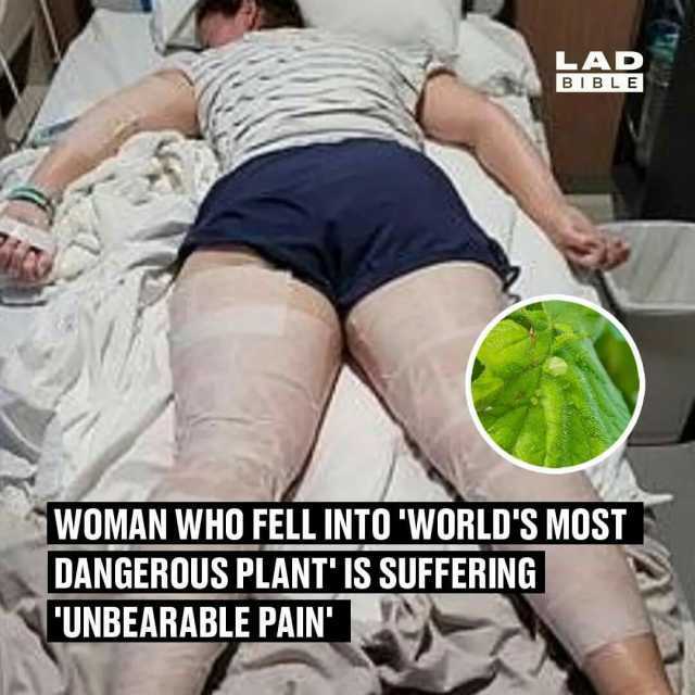 DANGEROUS PLANT IS SUFFERING LAD WOMAN WHO FELL INTO WORLDS MOST UNBEARABLE PAIN BIBLE