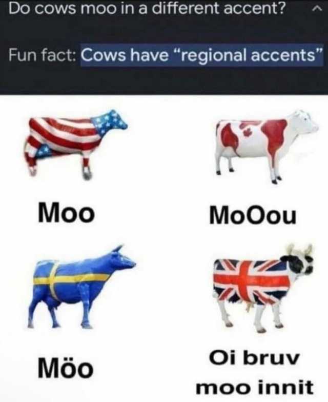 Do cowS moo in a different accent Fun fact Cows have regional accents Moo Möo MoOou Oi bruv moo innit