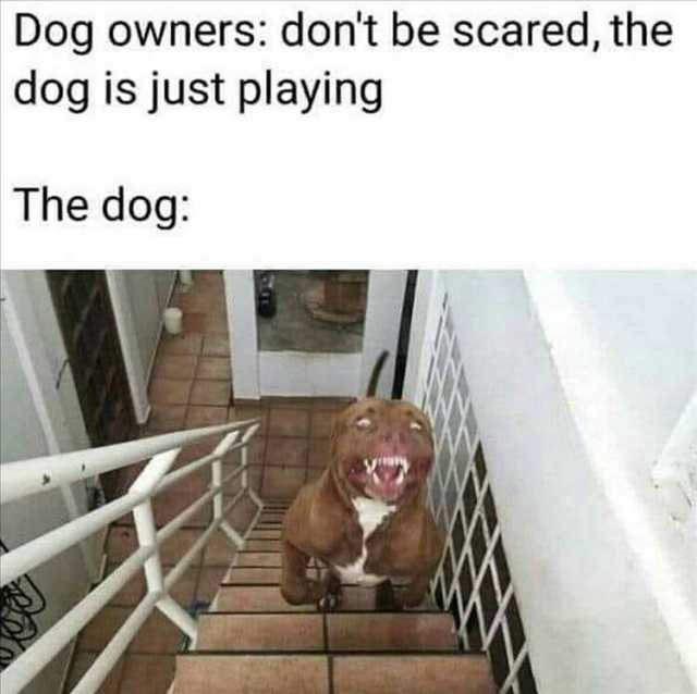 Dog owners dont be scared the dog is just playing The dog
