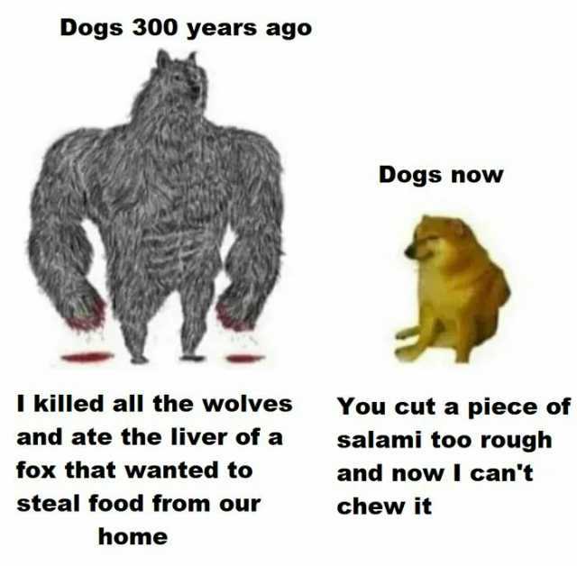 Dogs 300 years ago Dogs now I killed all the wolves You cuta piece of and ate the liver of a salami too rough fox that wanted to and nowl cant steal food from our chew it home