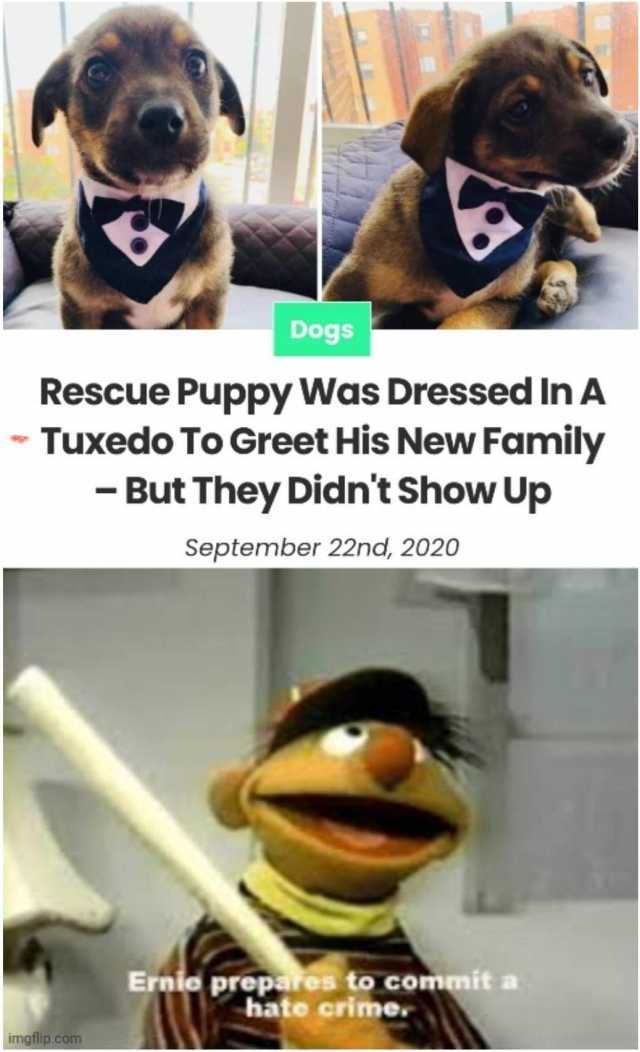 Dogs Rescue Puppy Was Dressed In A - Tuxedo To Greet His New Family - But They Didnt Show Up September 22nd 2020 Ernio prepares to commit a hate crime. imgflip.com 