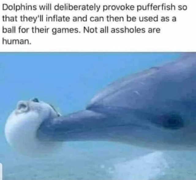 Dolphins will deliberately provoque pufferfish so that they'll inflate and can then be used as a bal