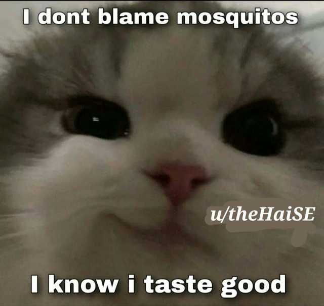 dont blame mosquitoS u/theHaiSE Iknowi taste good