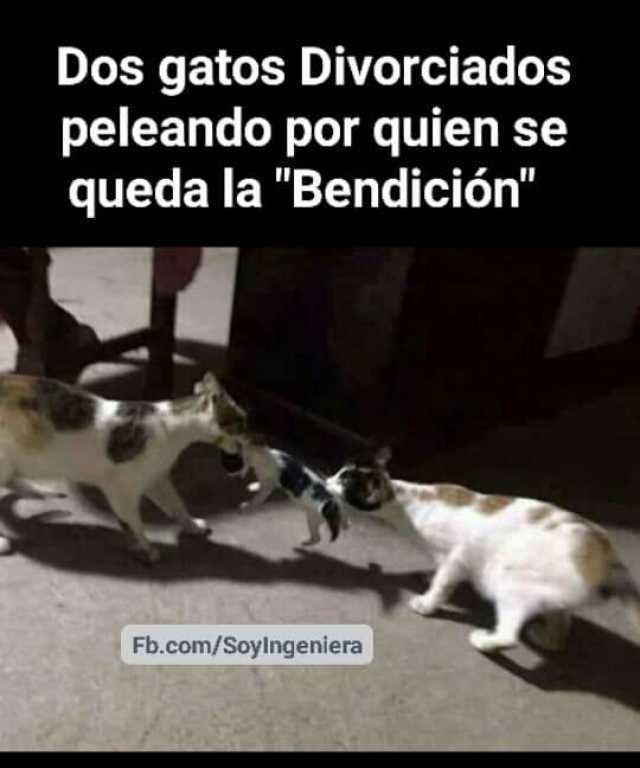 Dos gatos Divorciados peleando por quien se queda la Bendición Fb.com/Soylngeniera