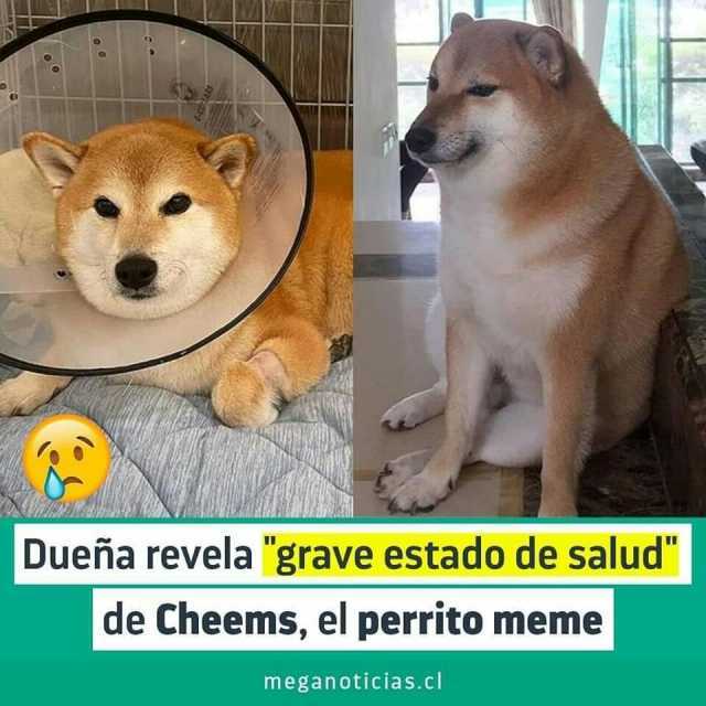 Dueña revela grave estado de salud de Cheems el perrito meme meganoticias.cl