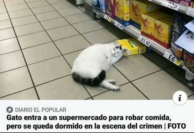 E1.10 6 DIARIO EL POPULAR Gato entra a un supermercado para robar comida pero se queda dormido en la escena del crimen  FOTO