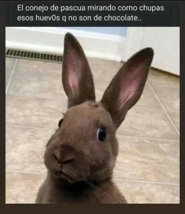 El conejo de pascua mirando como chupas esos huevOs q no son de chocolate...