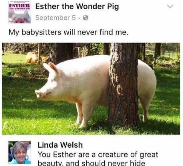 ESEE Esther the Wonder Pig ESTIIER September 5 My babysitters will never find me. Linda Welsh You Esther are a creature of great beauty and should never hide