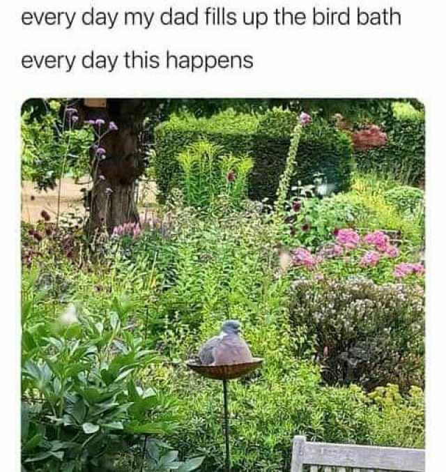 every day my dad fills up the bird bath every day this happens