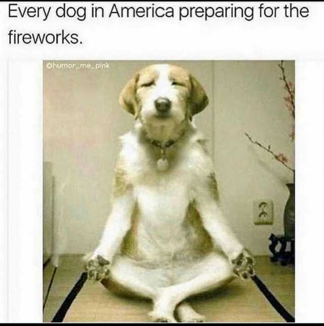 Every dog in America preparing for the fireworks. Ohumor me.pink