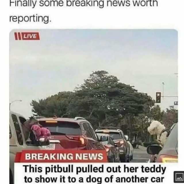 Finally some breaking newS Worth reporting. I rVE BREAKING NEWS This pitbull pulled out her teddy to show it to a dog of another car