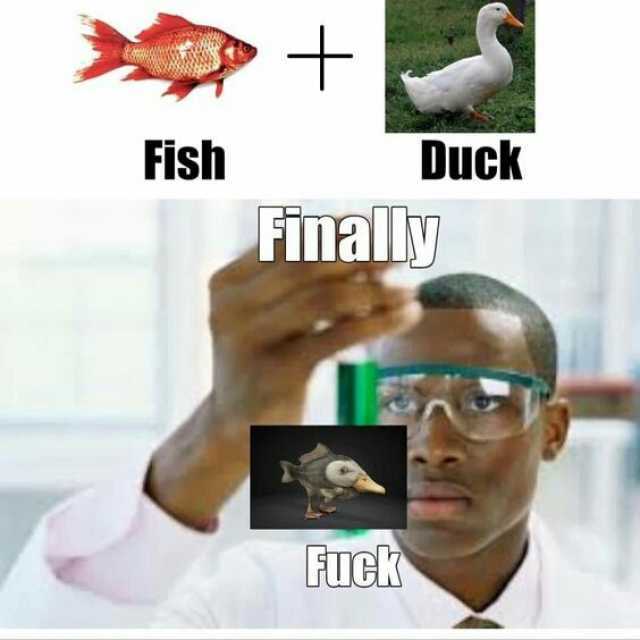 + Fish Duck Fimally FTCK
