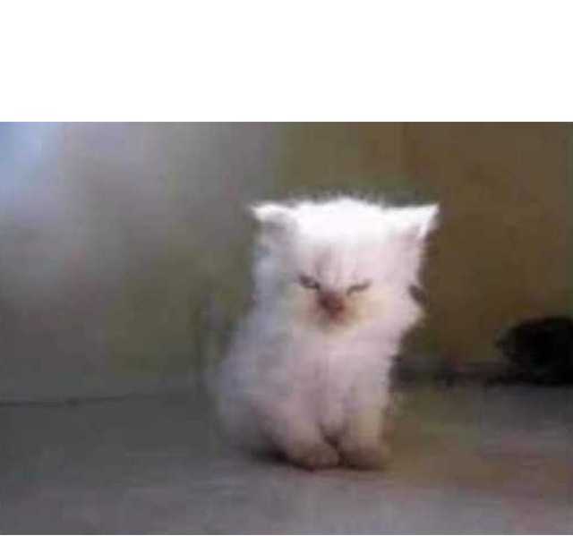 Gatito blanco chiquito con cara de enojado y despeinado plantilla para meme