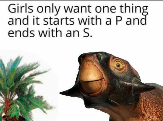 Girls only want one thing and it starts with a P and ends with an S.