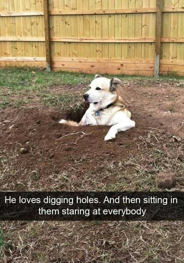 He loves digging holes. And then sitting in them staring at everybody