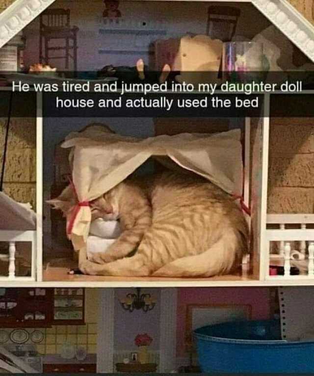 He was tired and jumped into my daughter doll house and actually used the bed