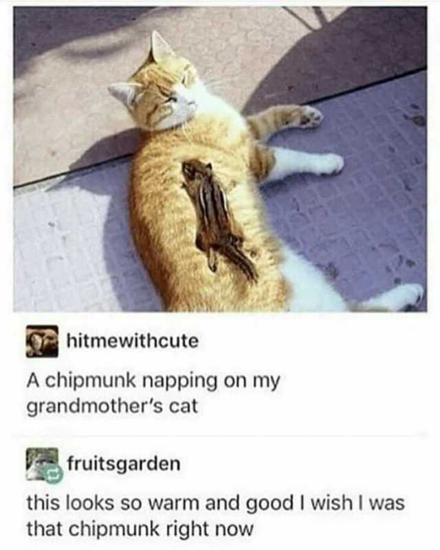 hitmewithcute A chipmunk napping on my grandmothers cat fruitsgarden this looks so warm and good I wish I was that chipmunk right now