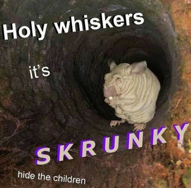 Holy whiskers its SKRUNKY hide the children