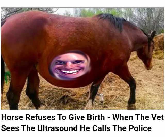 Horse Refuses To Give Birth - When The Vet Sees The Ultrasound He Calls The Police