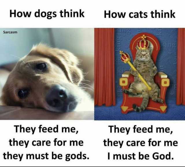 How dogs think How cats think Sarcasm They feed me they care for me they must be gods. They feed me they care for me Imust be God.