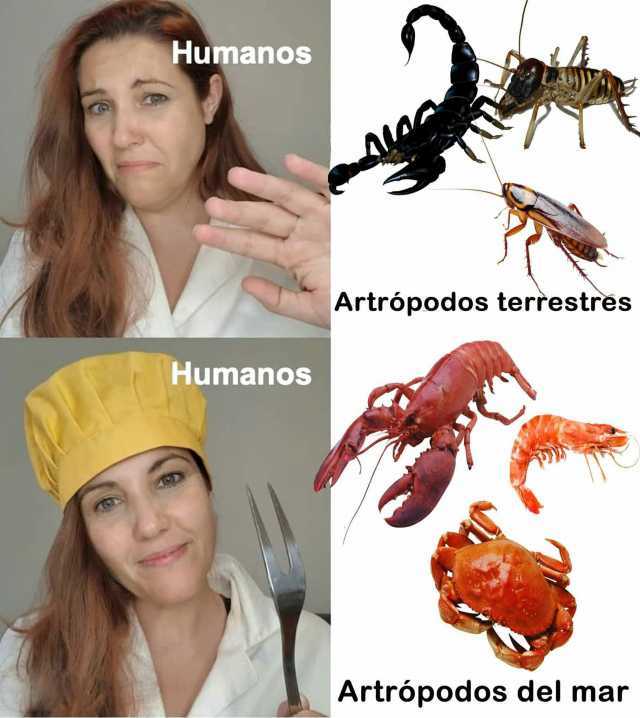 Humanos Artrópodos terrestres HumanoDs Artrópodos del mar