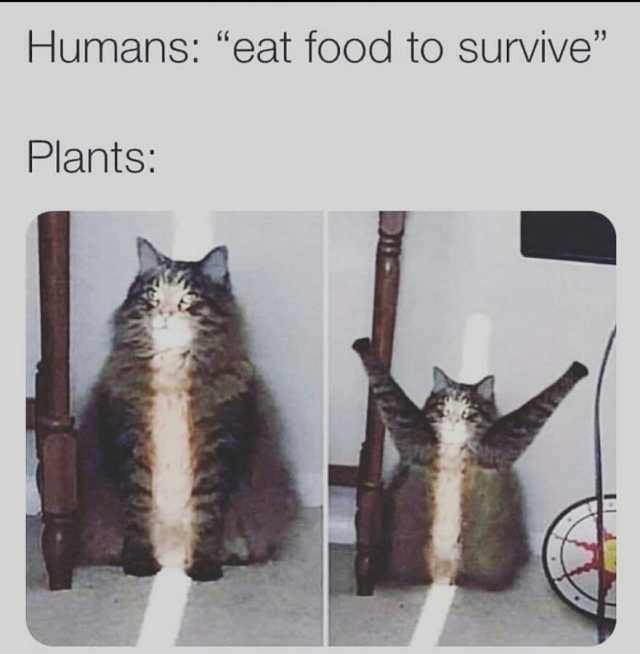 Humans eat food to survive Plants.