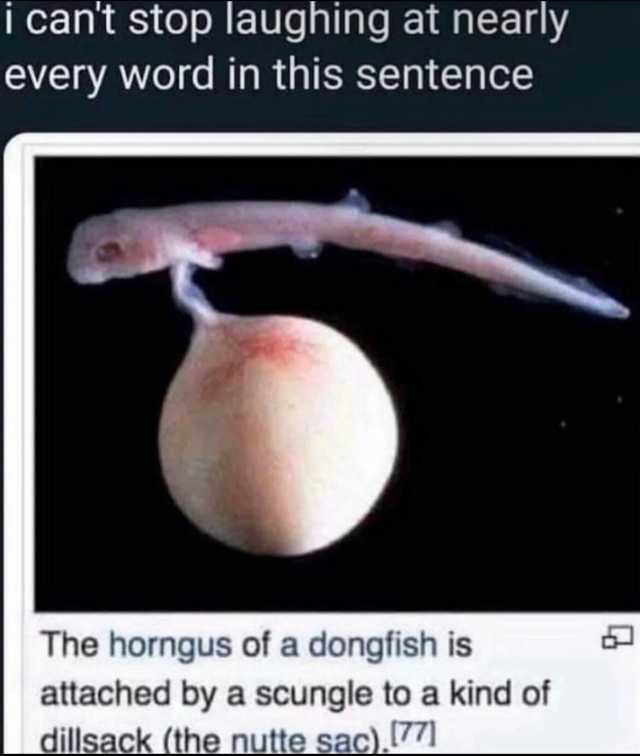 i cant stop laughing at nearly every word in this sentence The horngus of a dongfish is attached by a scungle to a kind of dillsack (the nutte sac) 77) P
