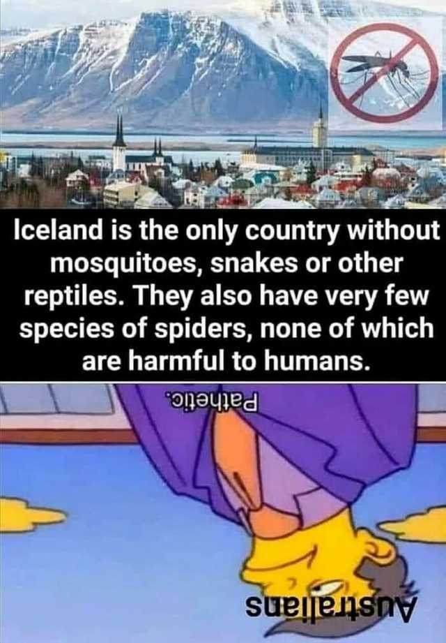 Iceland is the only country without mosquitoes snakes or other reptiles. They also have very few species of spiders none of which are harmful to humans. oneyied sueljenspy