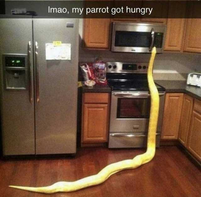 Imao my parrot got hungry