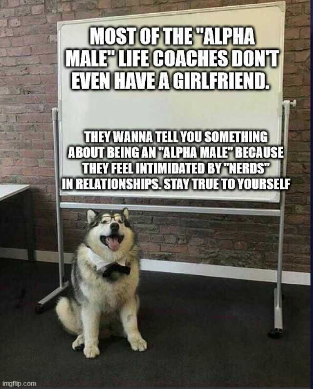 imgflip.com MOST OF THEALPHA MALE LIFE COACHES DONT EVEN HAVEAGIRLFRIEND THEY WANNA TELL YOU SOMETHING ABOUT BEING AN ALPHA MALEBECAUSE THEY FEEL INTIMIDATED BYNERDS IN RELATIONSHIPS STAY TRUE TOYOURSELF