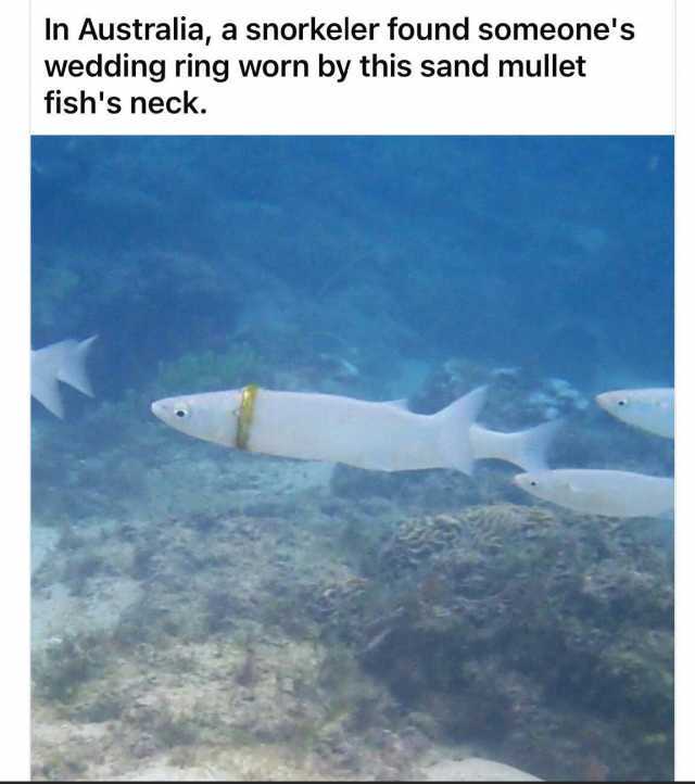 In Australia a snorkeler found someones wedding ring worn by this sand mullet fishs neck.
