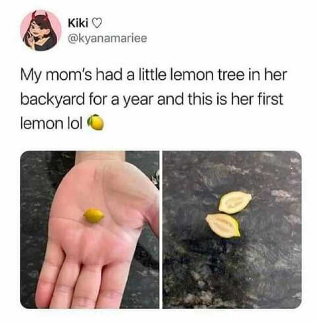 Kiki ) @kyanamariee My moms had a little lemon tree in her backyard for a year and this is her first lemon lol