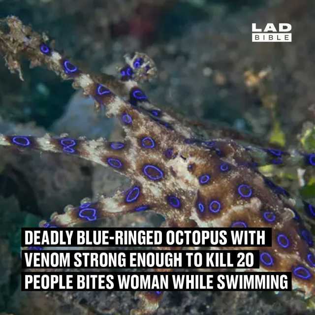 LAD BIBLE O DEADLY BLUE-RINGED OCTOPUS WITH VENOM STRONG ENOUGH TO KILL 20 PEOPLE BITES WOMAN WHILE SWIMMING